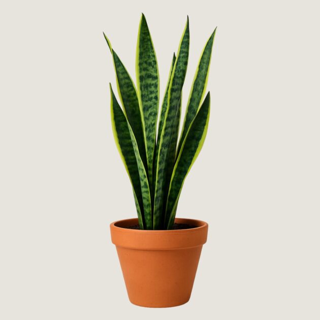 Planta Espada de São Jorge