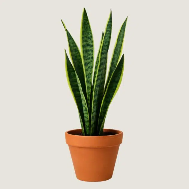 Planta Espada de São Jorge