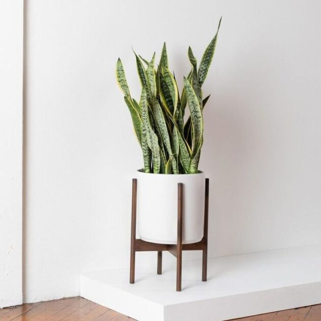 Planta Espada de São Jorge - Image 2
