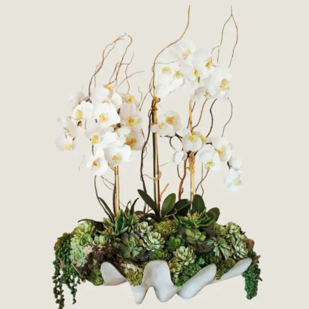 Orquídeas em Vaso 2025_embaixada das flores_lisboa