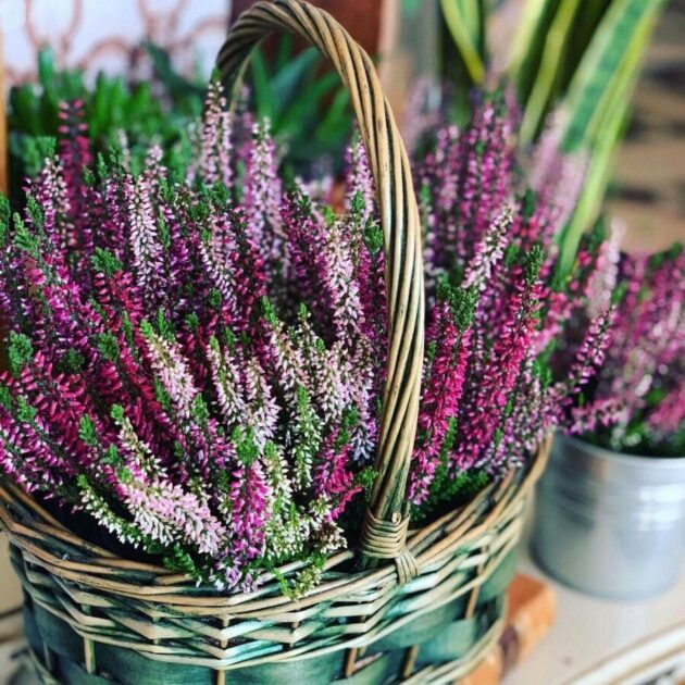 Planta Calluna