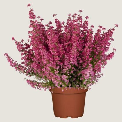 Calluna plant