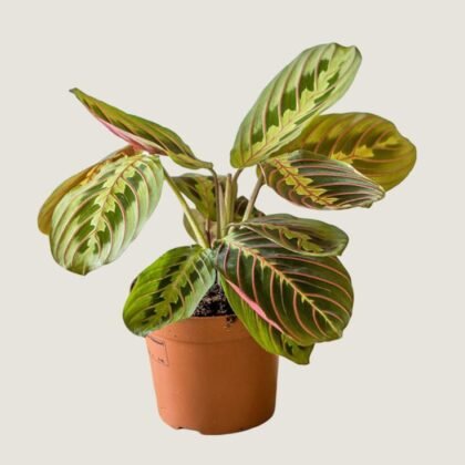 Maranta 'Prayer Plant'