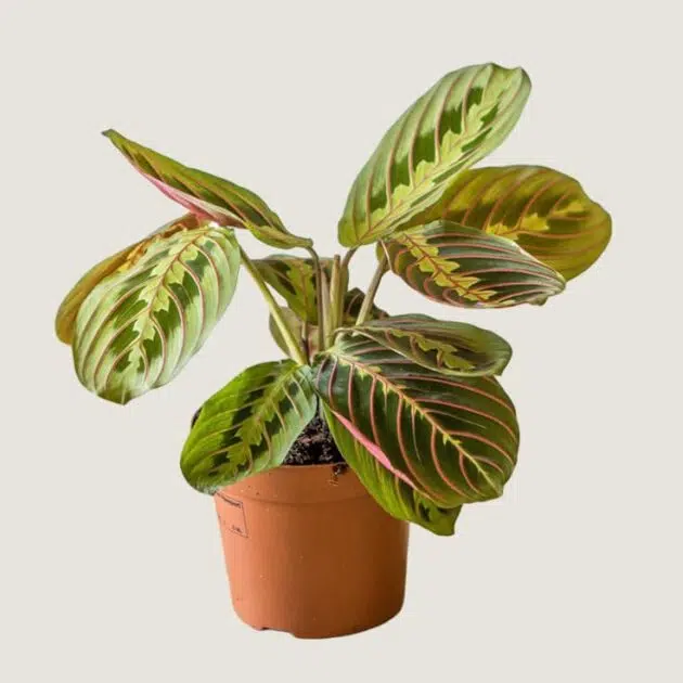 Planta Maranta