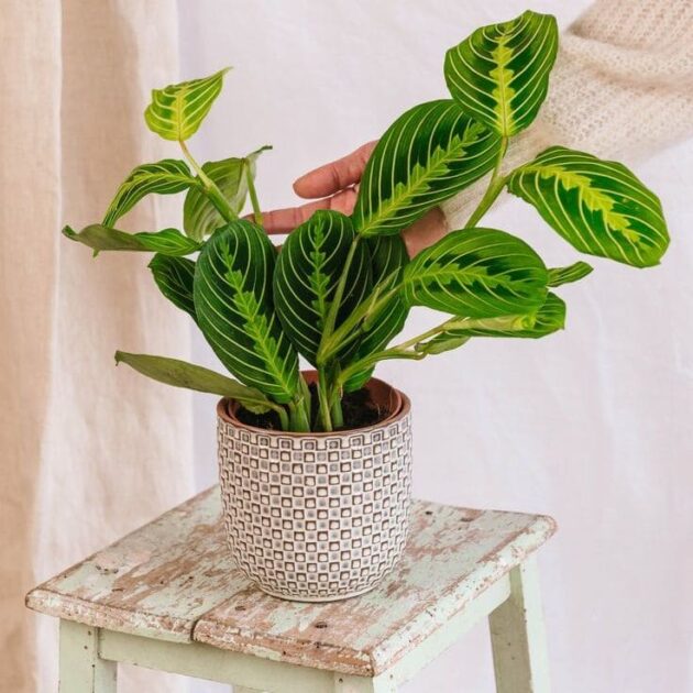 Planta Maranta - Image 2