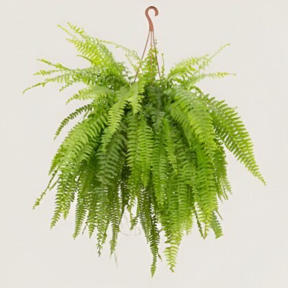 Boston fern