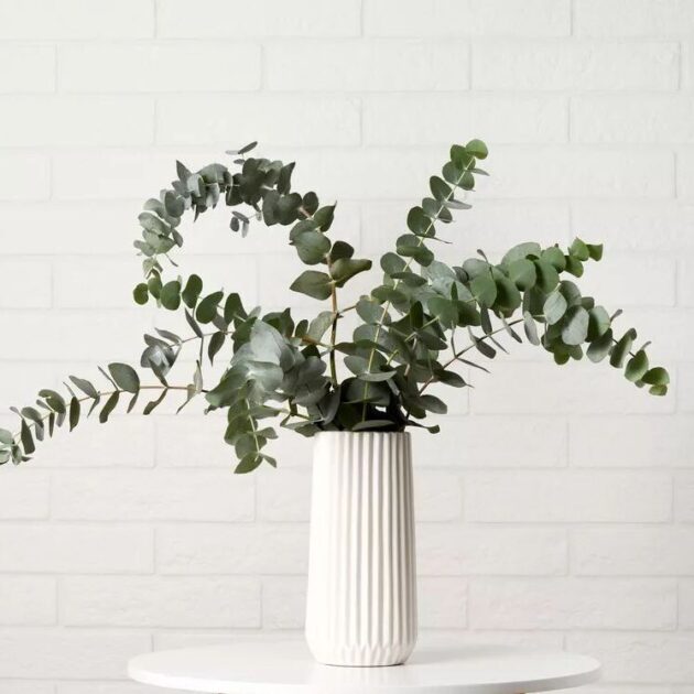 Com folhas arredondadas e um tom verde suave, este raminho de eucalipto cinerea é perfeito para complementar arranjos florais ou decorar pequenos espaços. O seu aroma delicado traz uma sensação de frescura e bem-estar ao ambiente. Ideal para decorações minimalistas ou como toque natural em qualquer canto da casa.