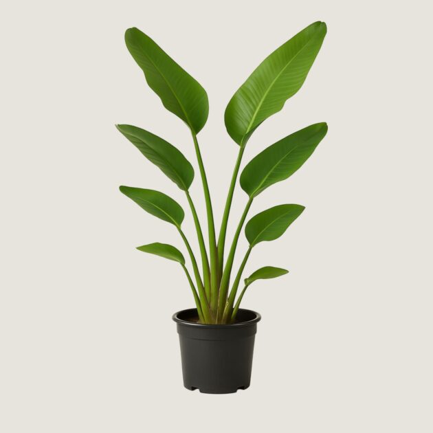 Planta Strelitzia Nicolai (Ave-do-Paraíso-Branco)