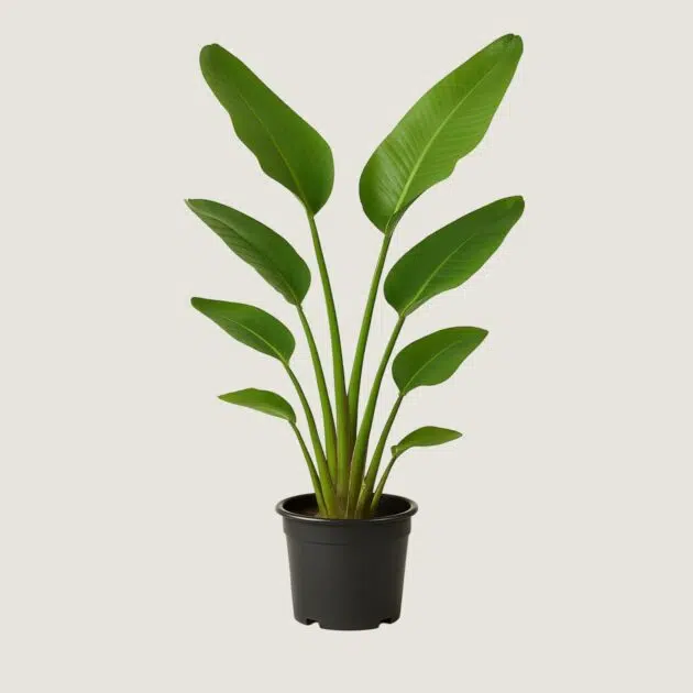 Planta Strelitzia Nicolai (Ave-do-Paraíso-Branco)
