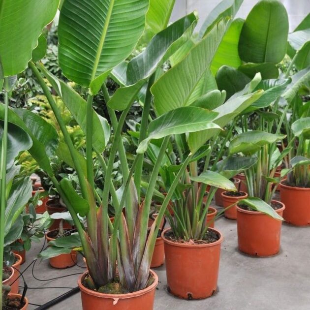 Planta Strelitzia Nicolai (Ave-do-Paraíso-Branco) - Imagem 4