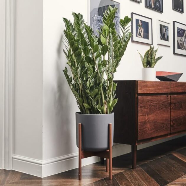 Planta Zamioculcas Zamiifolia2