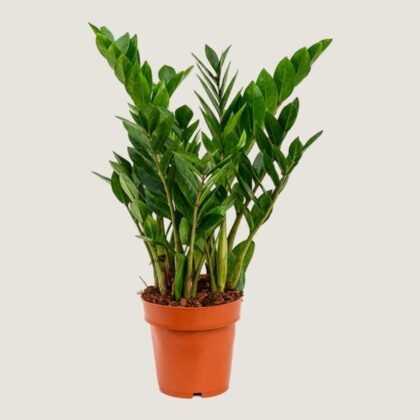 Zamioculcas Zamiifolia plant